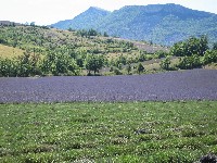 Lavendel2