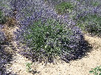 Lavendel4