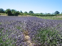 Lavendel5