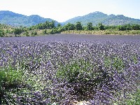 Lavendel6