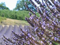 Lavendel8